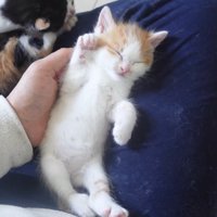 斜めって