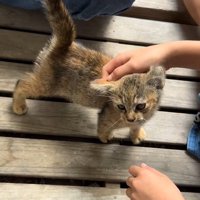 子どもに撫でられる子猫