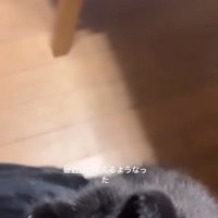 飼い主の膝の上によじ登っている黒猫（顔見切れ）