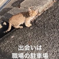 野良の子猫