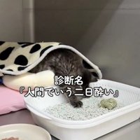 トイレで寝る子猫
