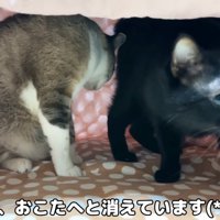 コタツの中のリノちゃんとリオくん