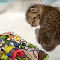 安心して眠る子猫