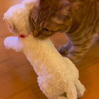 ぬいぐるみをくわえる猫