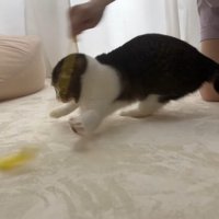 遊ぶ姿