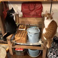 黒白ハチワレ猫と茶トラ猫の後姿