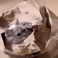不思議そうに見つめ返す猫