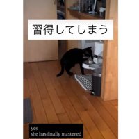猫と自動給餌器
