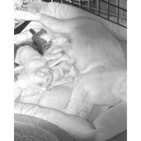 寝ている猫たち