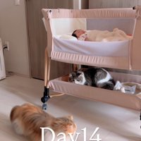 ベビーベッドの下に隠れる猫