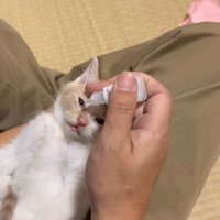 目薬をさす茶白くん