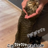 女性に甘える猫