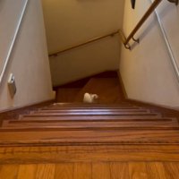 後ろをふり返る子猫