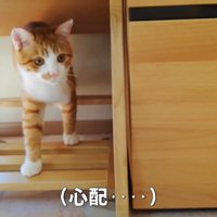 家具の上を歩く猫