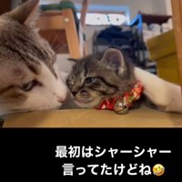 顔を寄せ合う成猫と子猫
