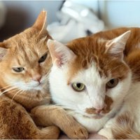 茶トラ女子のむぎちゃんと茶白男子のこてつくん