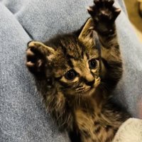 投稿主さんの真似をして万歳する子猫