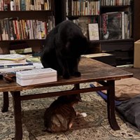 机の上下にいる猫