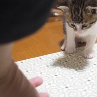 手を見ている子猫
