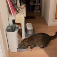 ごはんを見つめる猫