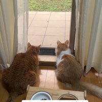 外を見る2匹の猫