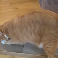 爪とぎしている猫