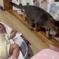 通り過ぎようとする猫