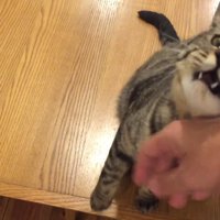 飼い主の手に顔をこすりつける猫