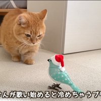 音を発する鳥のおもちゃから後ずさる茶トラ猫