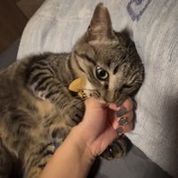 枕に頭を乗せて飼い主の手に噛みついている猫
