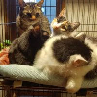 室内にいる猫