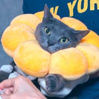 エリザベスカラーを着け、家族に抱っこしてもらう猫