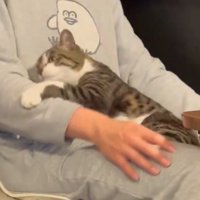 体勢が崩れて、飼い主の膝から落ちそうになる猫
