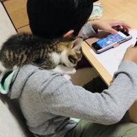 男の子の肩に乗って毛繕いする子猫