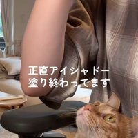 メイクする飼い主を膝の上で見ている茶トラ猫
