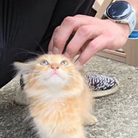なでられる子猫