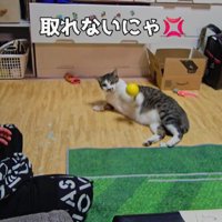 キャッチボールをする男の子と猫