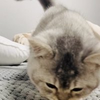 ベッドの上でママに向かって歩く子猫