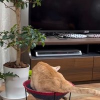 ハンモックに入る猫