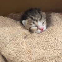 タオルにくるまれる子猫