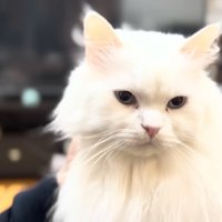 お返事するシロちゃん