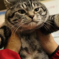 手で持たれる猫