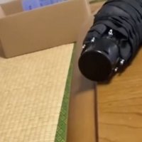 猫にパンチをされて僅かに動いた傘