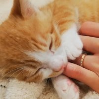 眠りそうな子猫クラくん