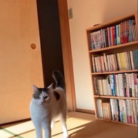 部屋にきた猫