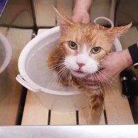 右前足を桶の中に