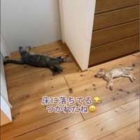寝落ちる2匹