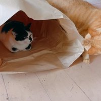 紙袋に近づくトラ次郎くん
