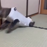 移動する子猫