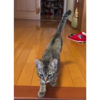 駆け寄る猫